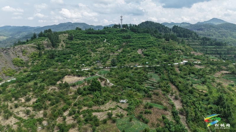 松桃迓驾镇:1400亩花生赋能乡村振兴。