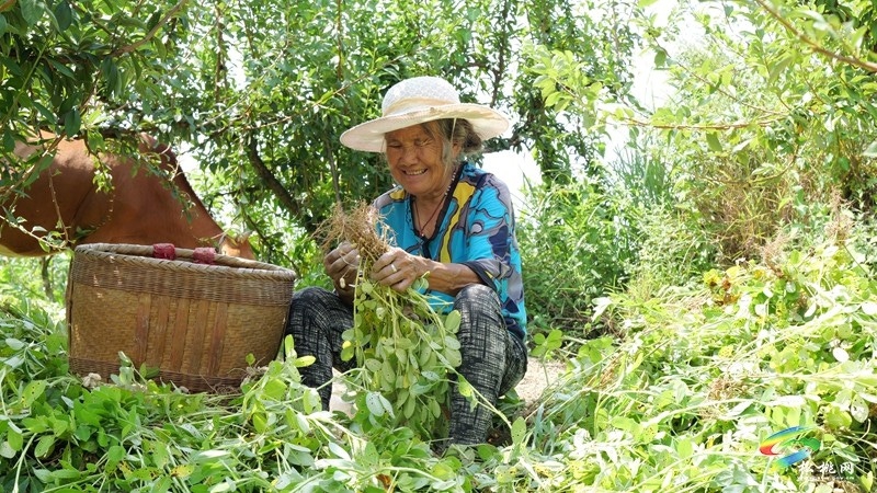 松桃迓驾镇:1400亩花生赋能乡村振兴。