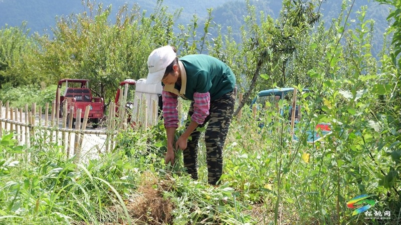 松桃迓驾镇:1400亩花生赋能乡村振兴。