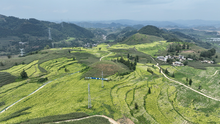 金龙乡综合村烟地。
