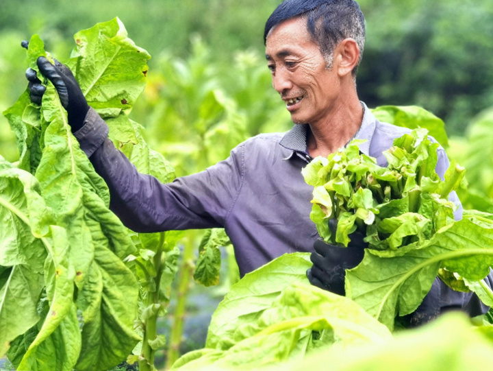 在烟地里采摘烟叶的村民。