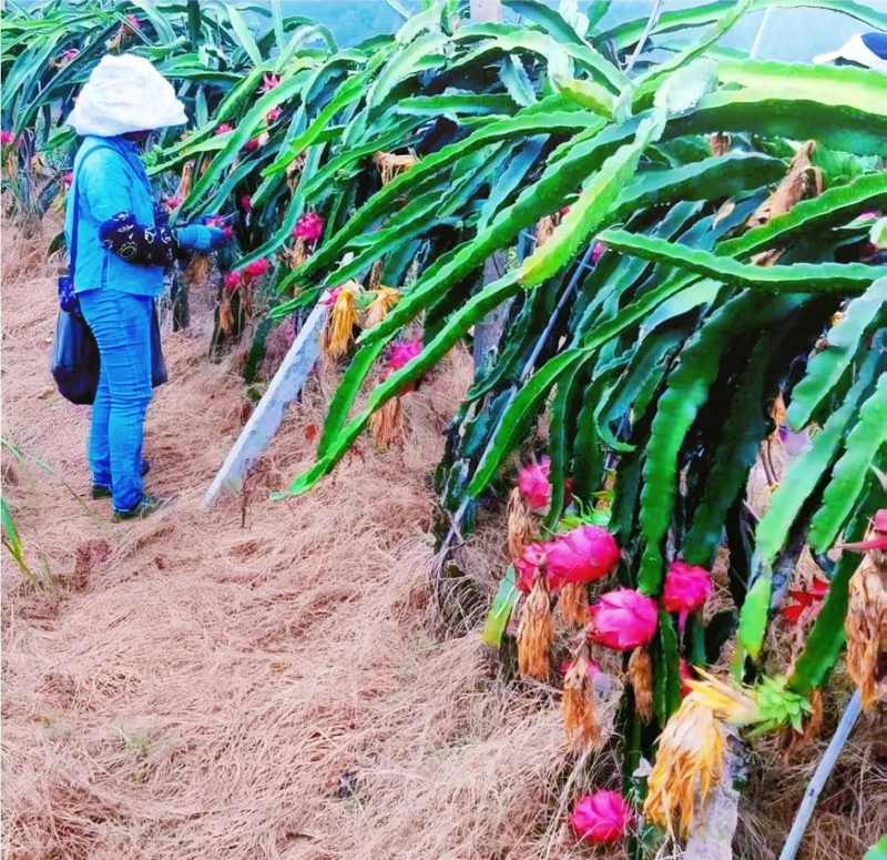 村民正在采摘火龙果.jpg
