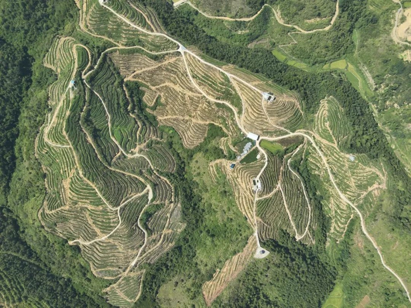 茂井镇茂井村火龙果基地。