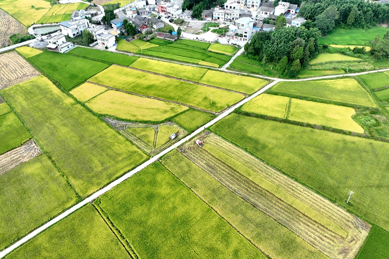 稻浪翻滚谷满仓！贵州独山广袤田畴沃野尽披“黄金甲”。