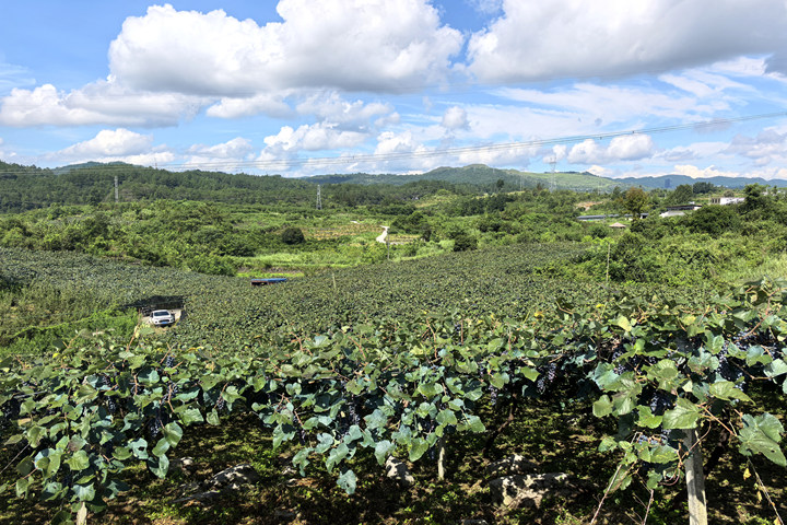 贵州独山百泉湖村紫秋葡萄解锁秋日限定甜蜜。