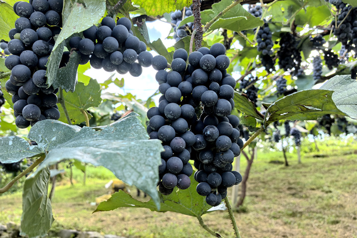 贵州独山百泉湖村紫秋葡萄解锁秋日限定甜蜜。