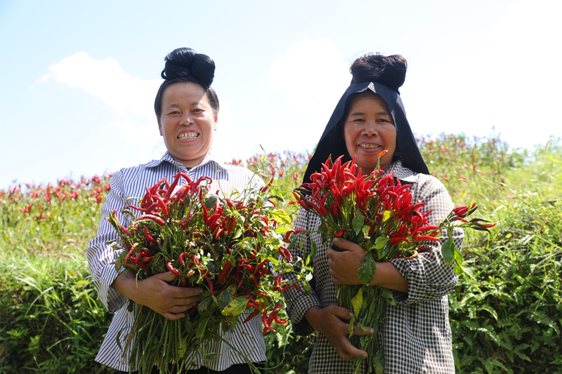 久仰鎮畢下村辣椒種植基地，村民們展示剛採收的朝天椒。.jpg