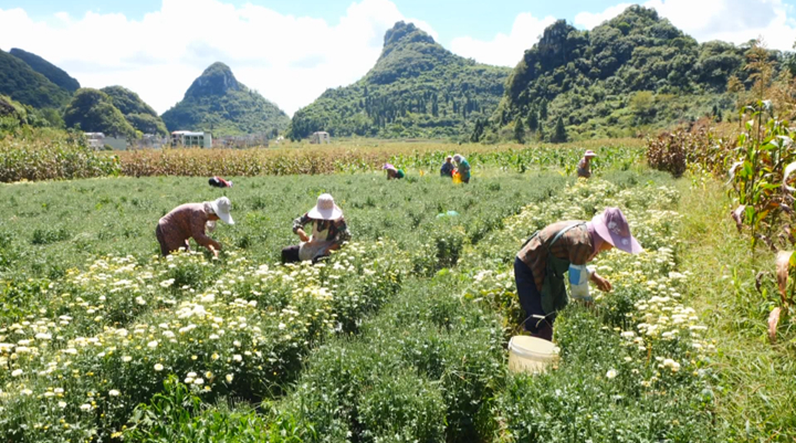 西秀千亩菊花绽放“美丽经济”。