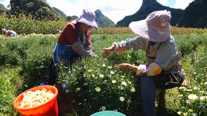 西秀千亩菊花绽放“美丽经济”。