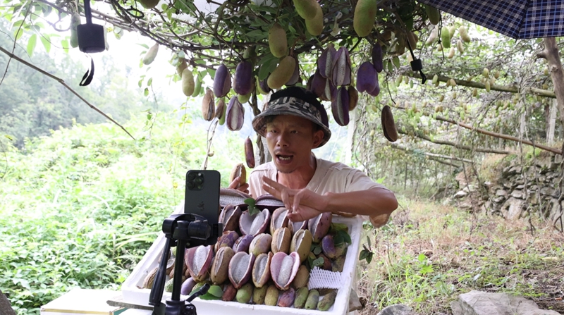 主播介绍八月瓜。