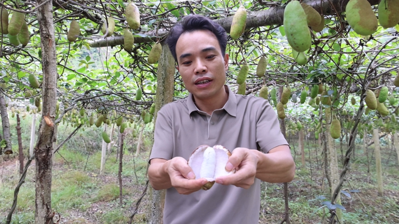种植基地负责人介绍八月瓜的果肉.jpg