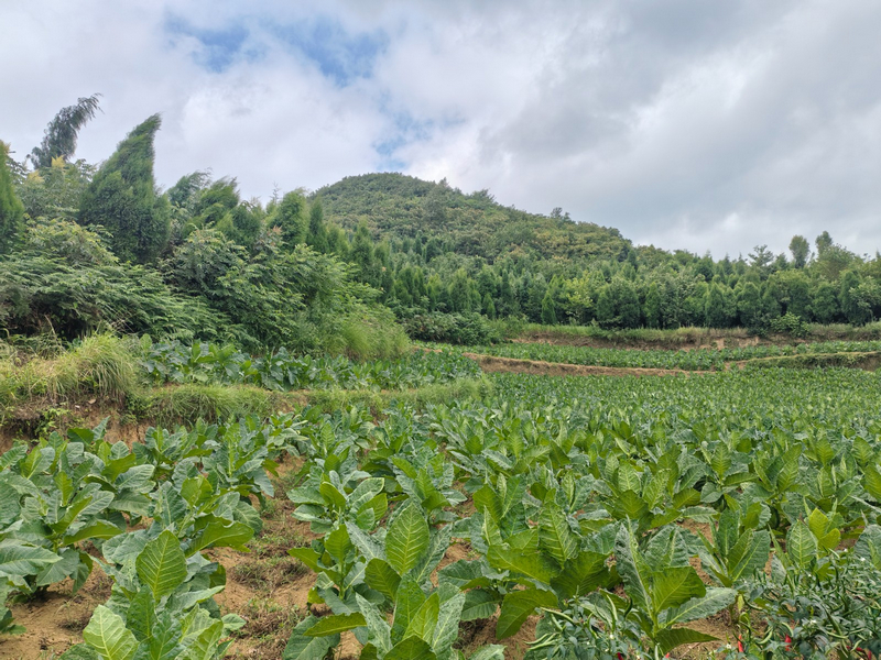 双堡村大营盘山。姜继恒摄