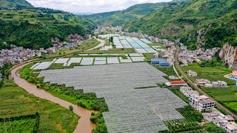 位於猴場鎮格寨村的威寧縣烏蒙綠色產業有限責任公司蘋果種植基地一角。