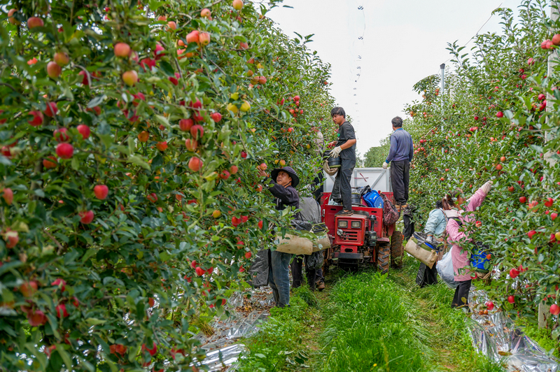 在迤那鎮蘋果基地，務工群眾正在採收蘋果。