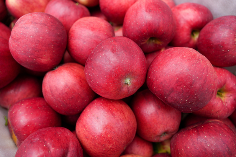 在猴場鎮格寨村蘋果基地，新鮮採摘的蘋果。