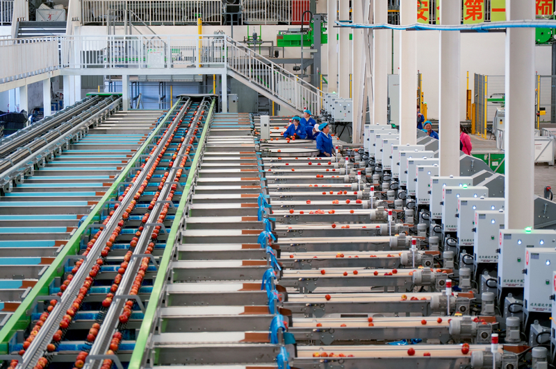 分選線上，剛從格基地運來的蘋果通過各道程序后，分別送到各個包裝平台。