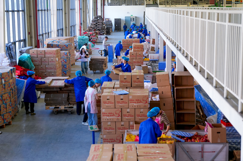 分選線旁，工人正忙著打包蘋果。