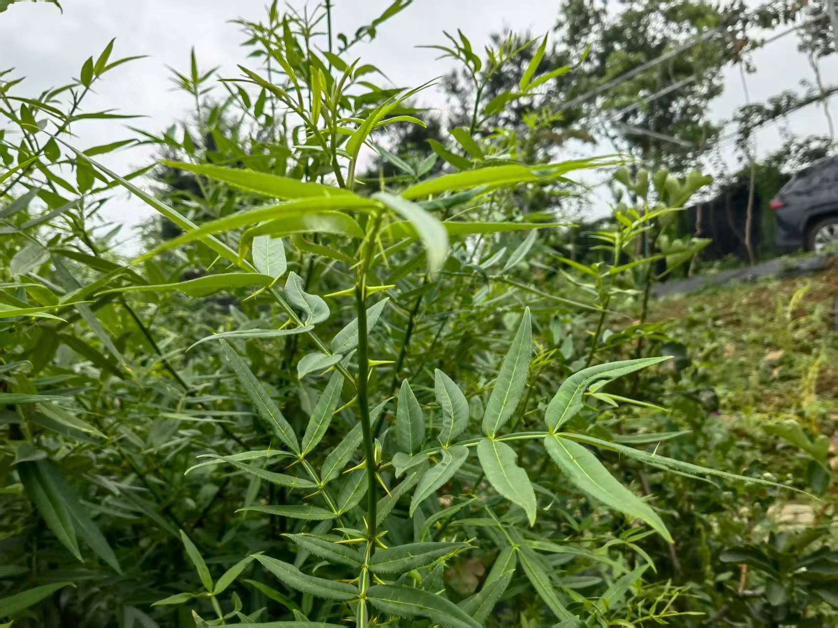 从“野草”到“金草”——宝林科技探索中医药全产业链新路径。