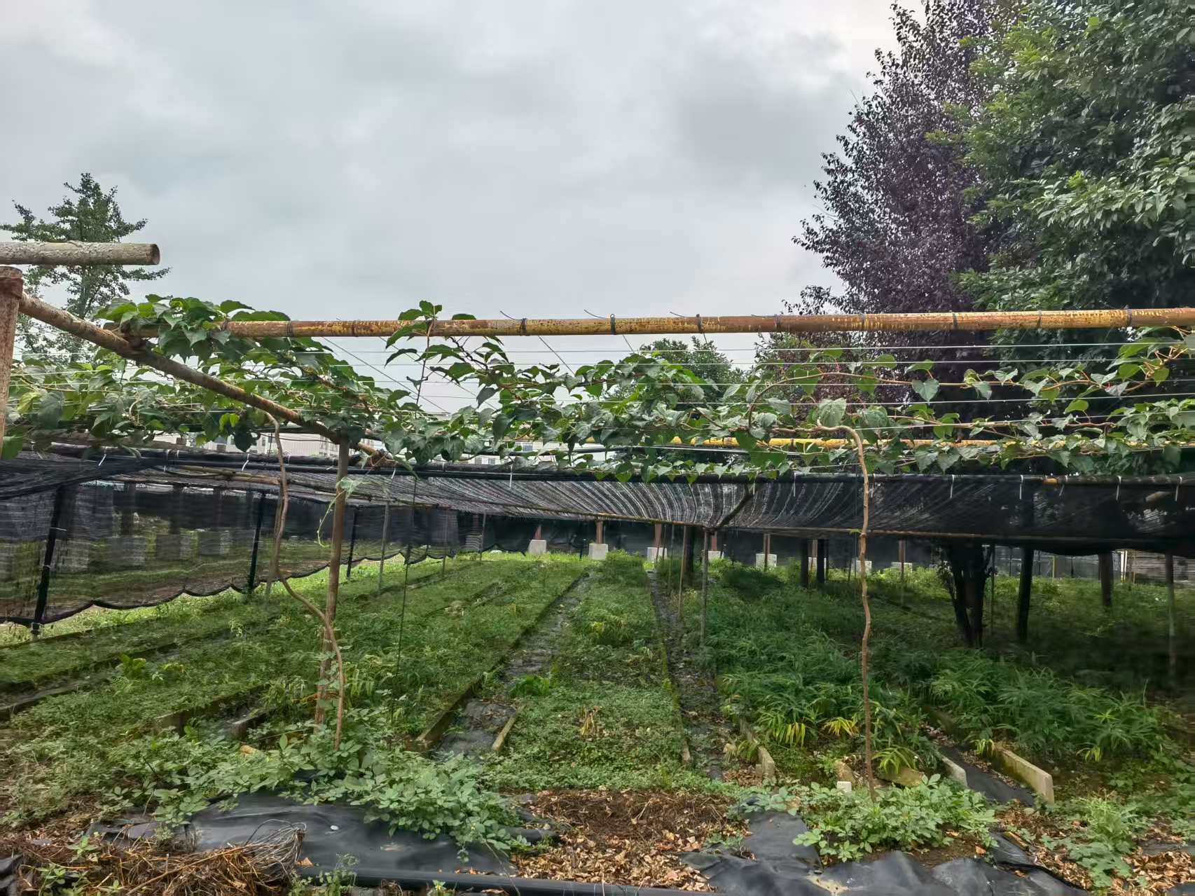 从“野草”到“金草”——宝林科技探索中医药全产业链新路径。