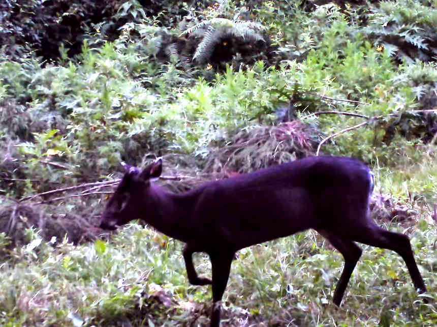 省國有扎佐林場首次監測到毛冠鹿。張雷拍攝