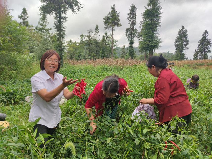 百宜镇红旗村村民在采摘百宜辣椒。鄢永华摄