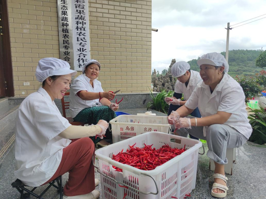 红旗村“贵阳乌当国霞生态果蔬种植农民专业合作社联合社”社员在做制作糟辣椒的准备工作。鄢永华摄