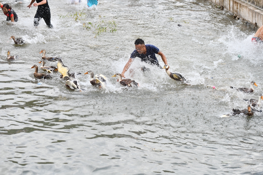 2025年9月13日，貴州省凱裡市萬潮鎮馬田村，村民們在水中捉鴨子競賽鬧豐收。楊仁海攝
