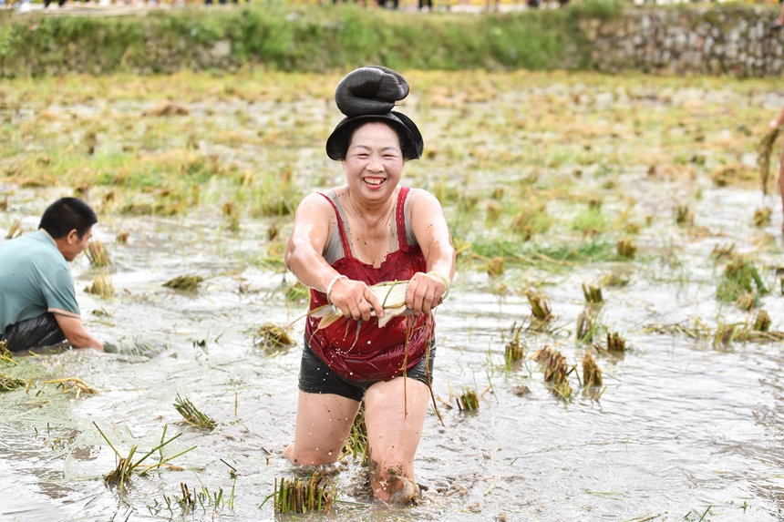 2025年9月13日，貴州省凱裡市萬潮鎮馬田村，一苗族村民在捉稻田魚競賽鬧豐收。楊仁海攝