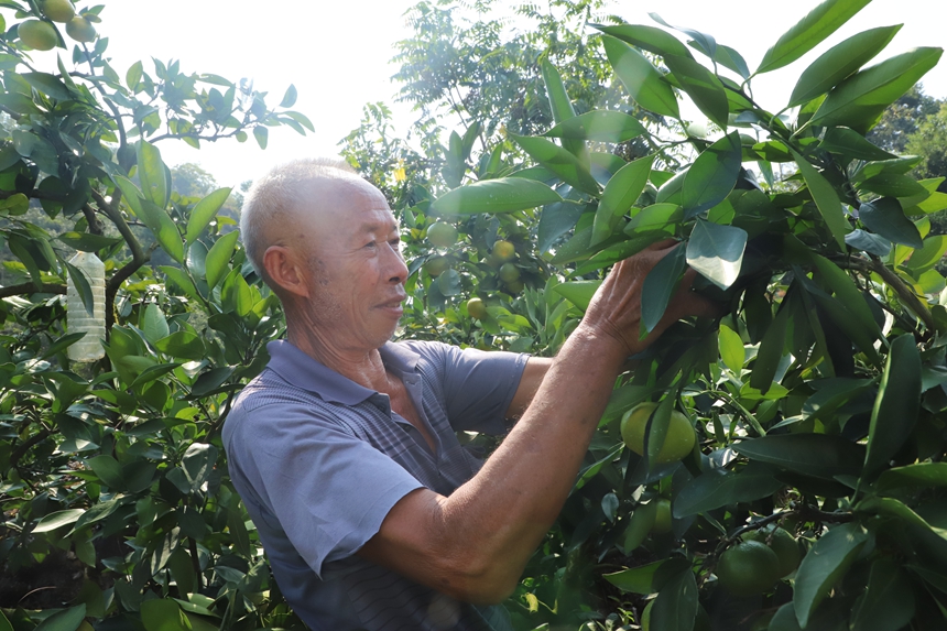 群眾採摘蜜桔.JPG