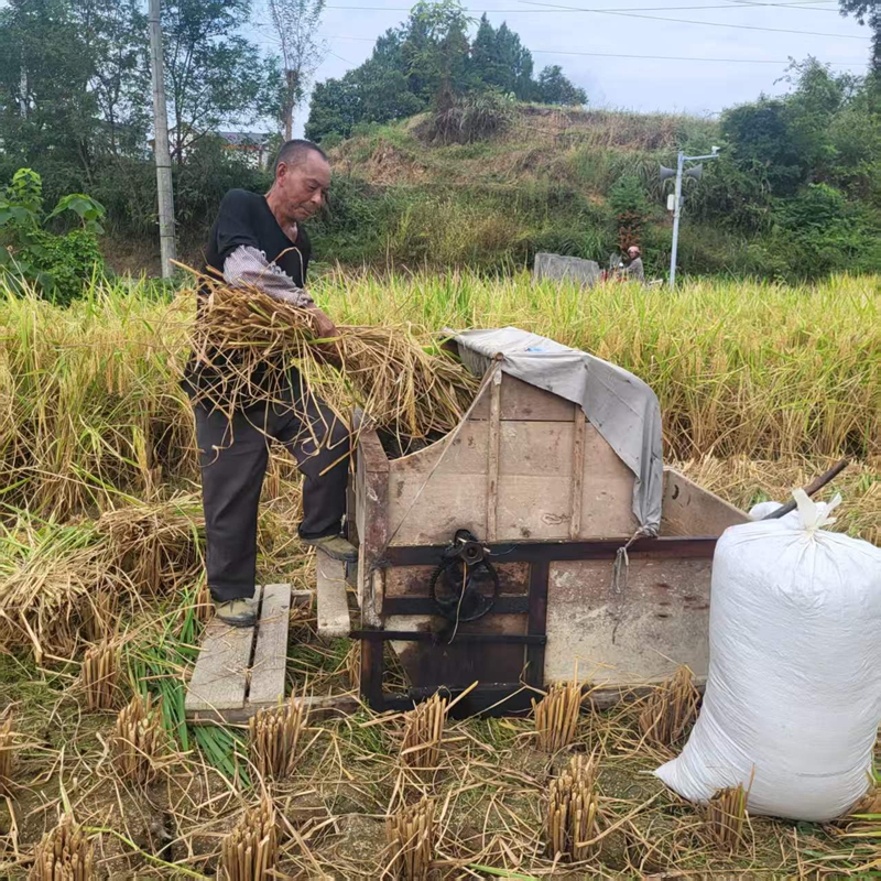 2、村民用脚踏式脱谷机脱水稻谷。.jpg