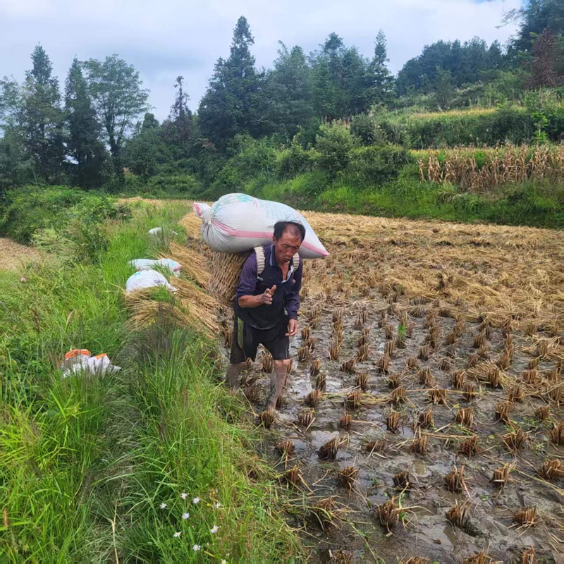 3、小河村民背运收割的稻谷。.jpg