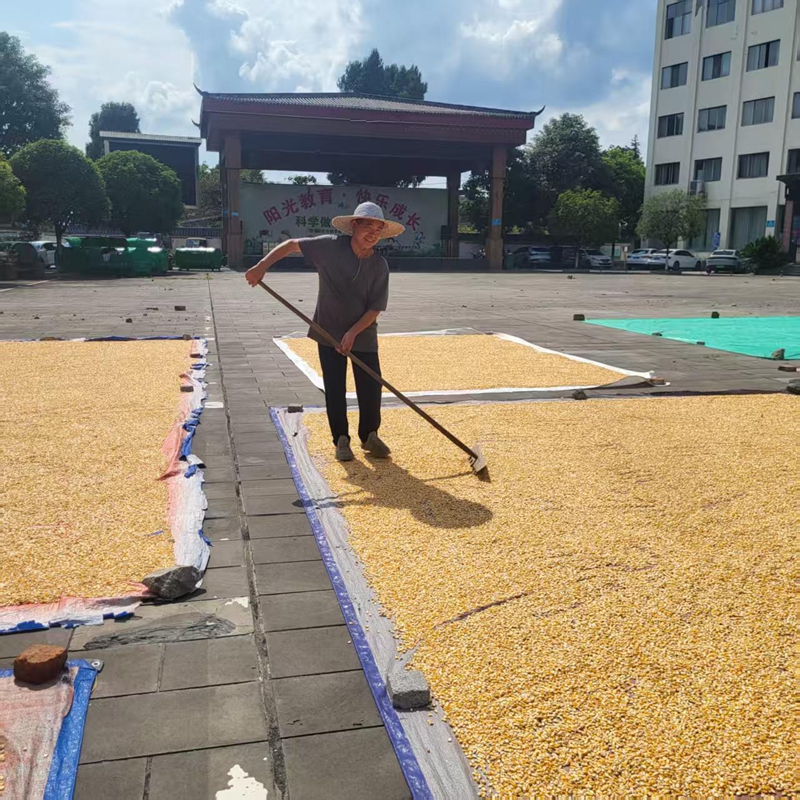 5、太平社区群众晾晒玉米。.jpg