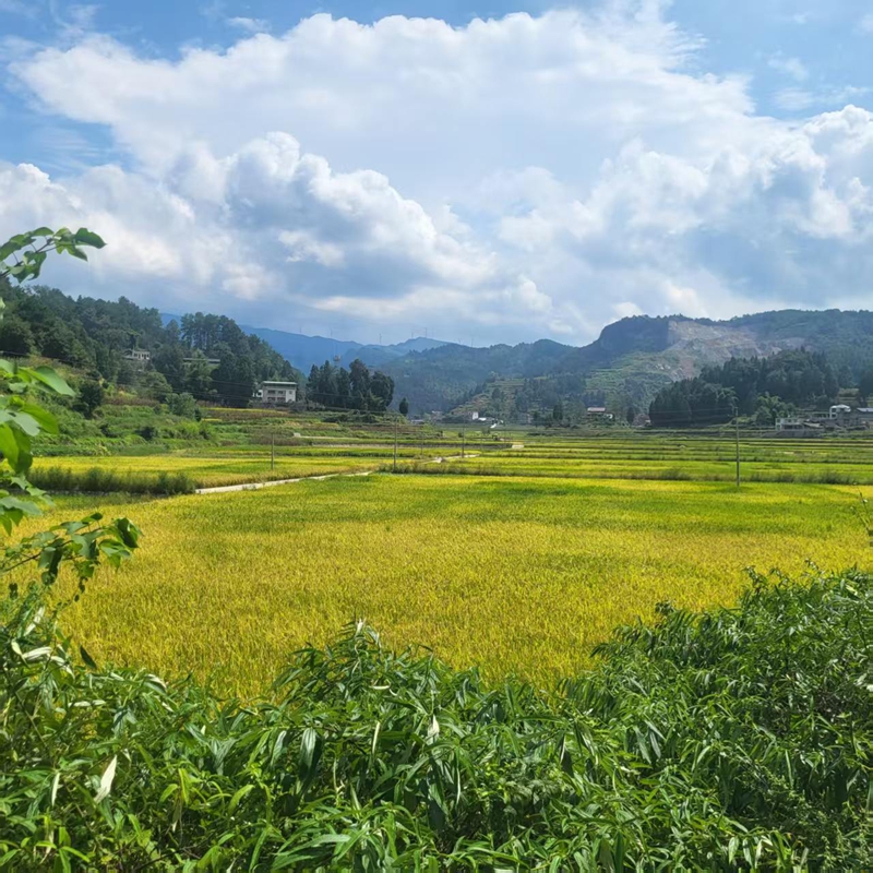 6、人民村连片的高标准农田水稻基地。.jpg