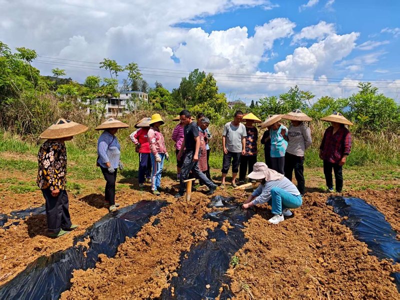 松桃大坪场镇：订单农业让群众吃下“定心丸”。
