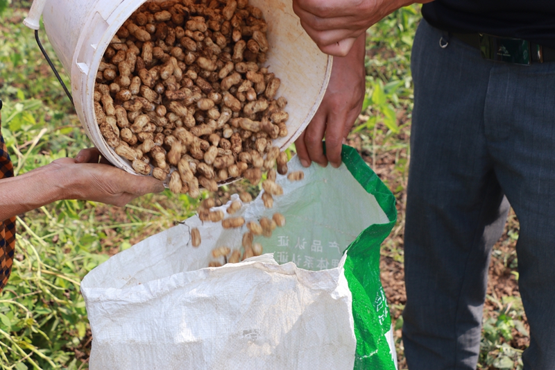 松桃大坪场镇：订单农业让群众吃下“定心丸”。