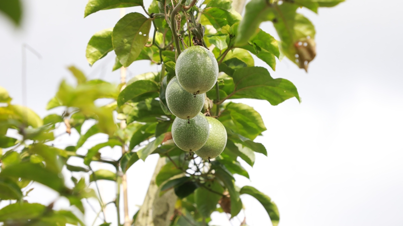 百香果挂在枝头。