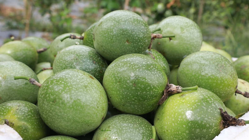 新鲜采摘的百香果。