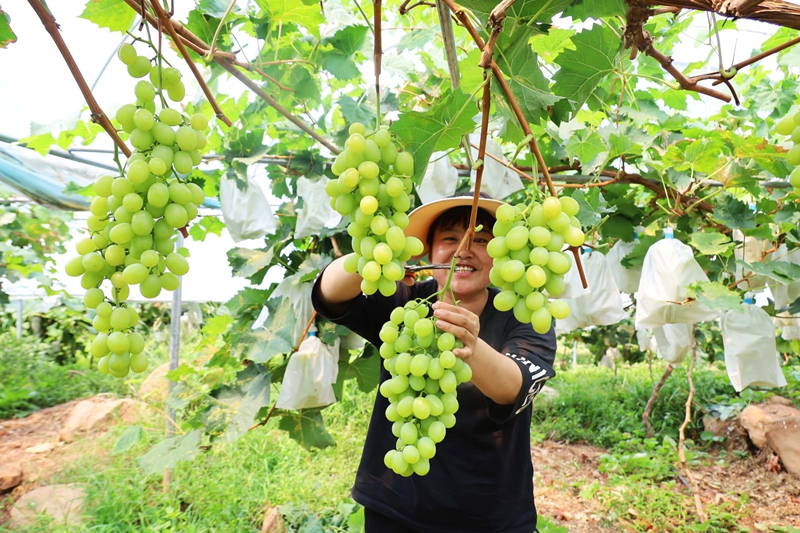 在威宁自治县岔河镇恰西村大棚种植基地，游客正在采摘葡萄5.JPG