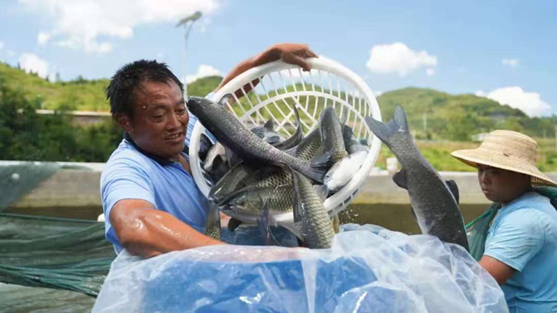 涪洋生態魚
