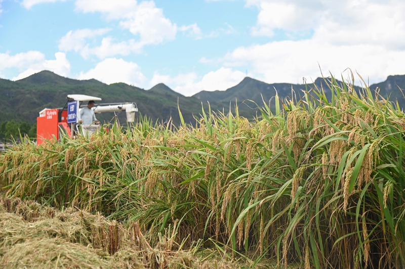 9月16日，农机手操作农机在松桃苗族自治县乌罗镇岑司大坝收割水稻。谢慧芳摄