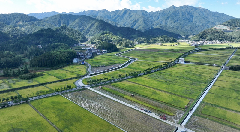 9月16日，农机手操作农机在松桃苗族自治县乌罗镇岑司大坝收割水稻。谢慧芳摄 