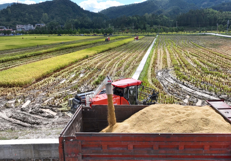 9月16日，农机手操作农机在松桃苗族自治县乌罗镇岑司大坝收割水稻。谢慧芳摄