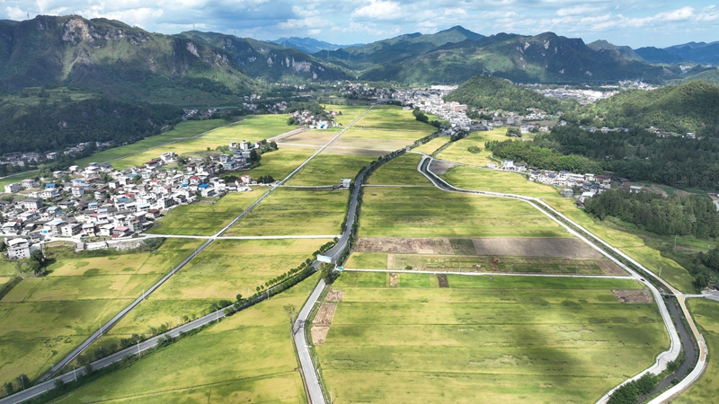 9月16日，农机手操作农机在松桃苗族自治县乌罗镇岑司大坝收割水稻。谢慧芳摄 (8)