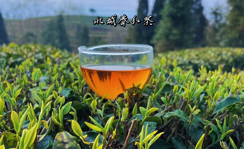 一杯“水城春”茶，喝醒了萬物.jpg
