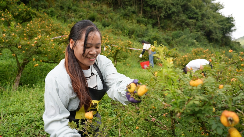1 “刺梨采摘鲜果采摘能手”比赛现场 