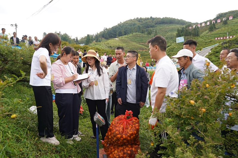 2 “刺梨采摘鲜果采摘能手”称重现场