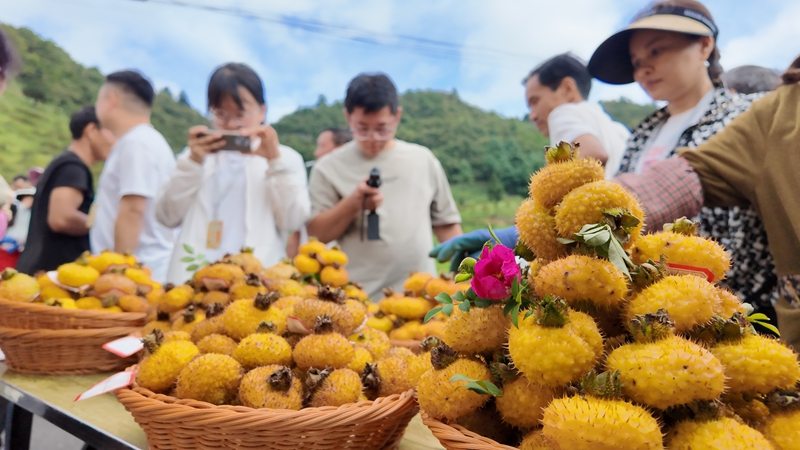 3 “刺梨果王”比拼现场 (2)
