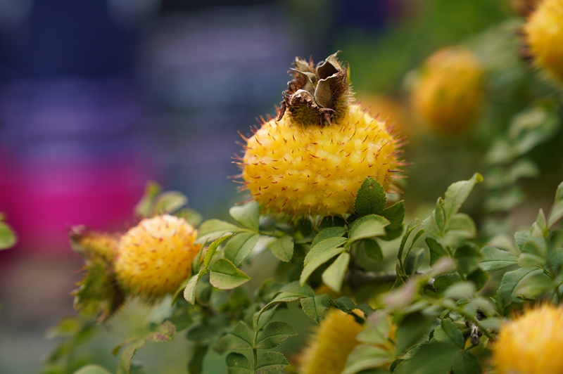7 长势喜人的刺梨 (2)