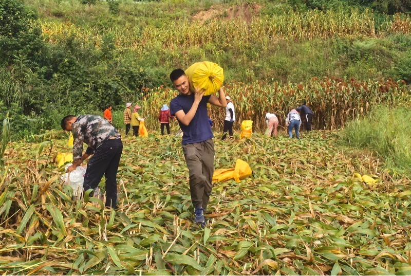 三岔河镇顺江村村民与队员合力收红粱。习水融媒体中心供图