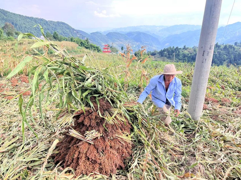 二里镇井坝村村民在田间收割搬运红粱。